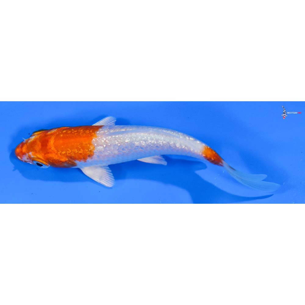 4” Imported Gin Rin Hariwake