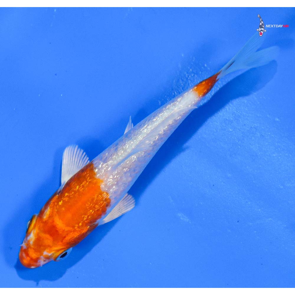 4” Imported Gin Rin Hariwake