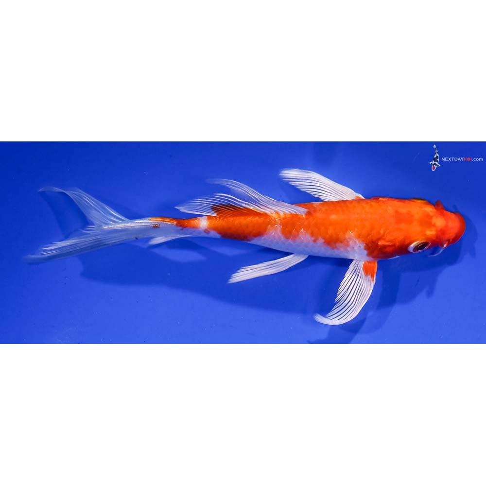6” Imported Hariwake Butterfly Koi