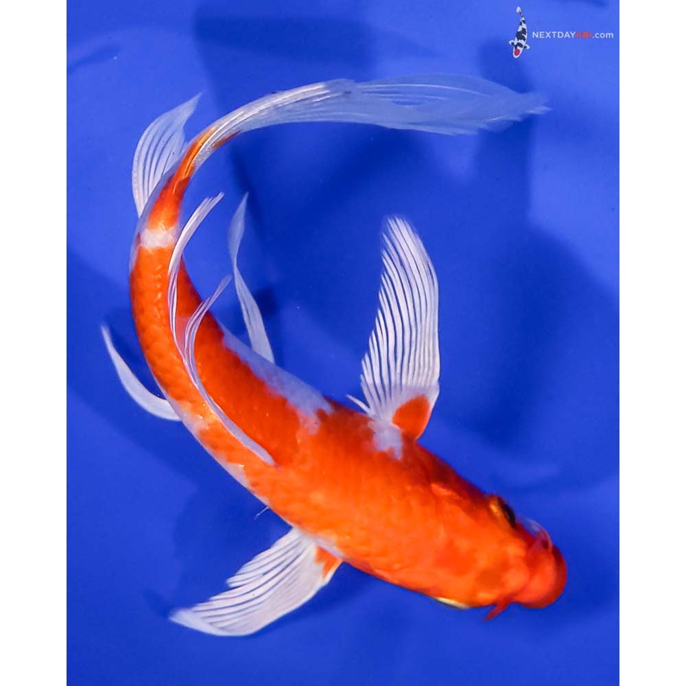 6” Imported Hariwake Butterfly Koi
