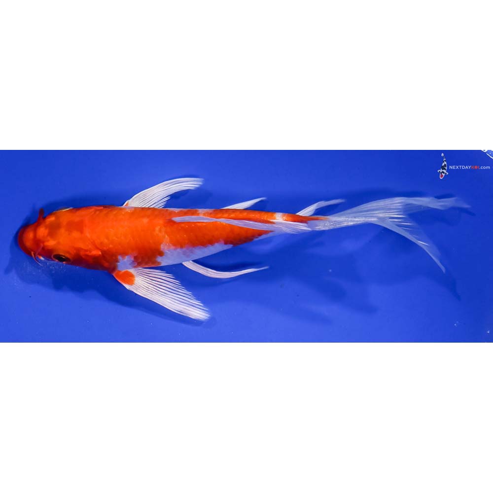 6” Imported Hariwake Butterfly Koi