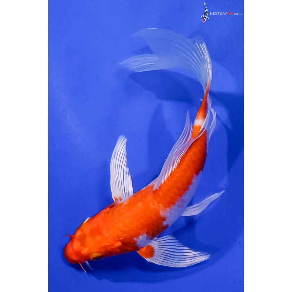 6” Imported Hariwake Butterfly Koi