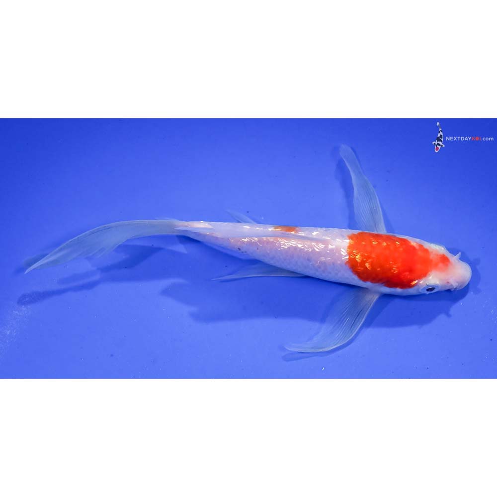 6” Imported Gin Rin Kohaku Butterfly Koi