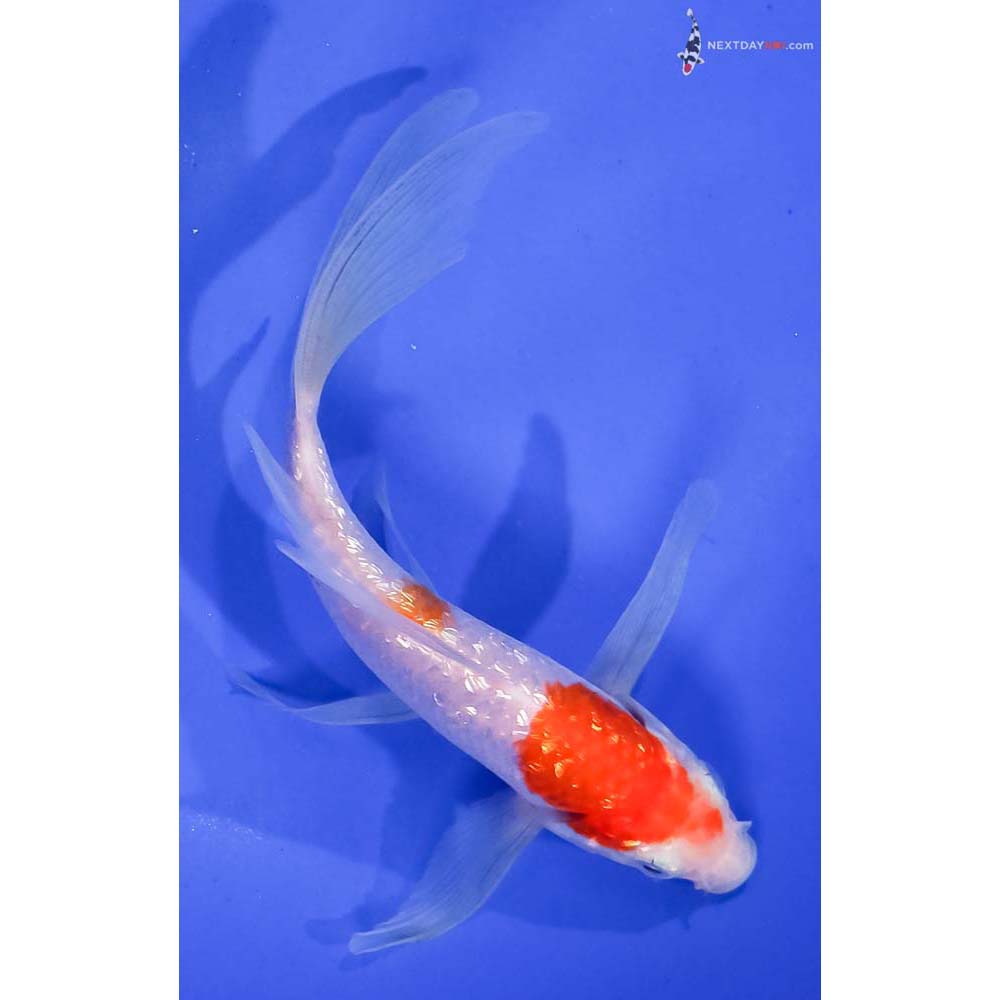 6” Imported Gin Rin Kohaku Butterfly Koi