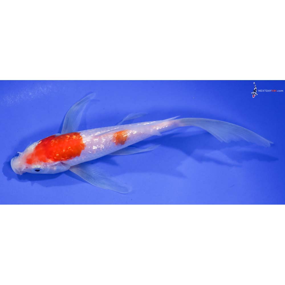 6” Imported Gin Rin Kohaku Butterfly Koi