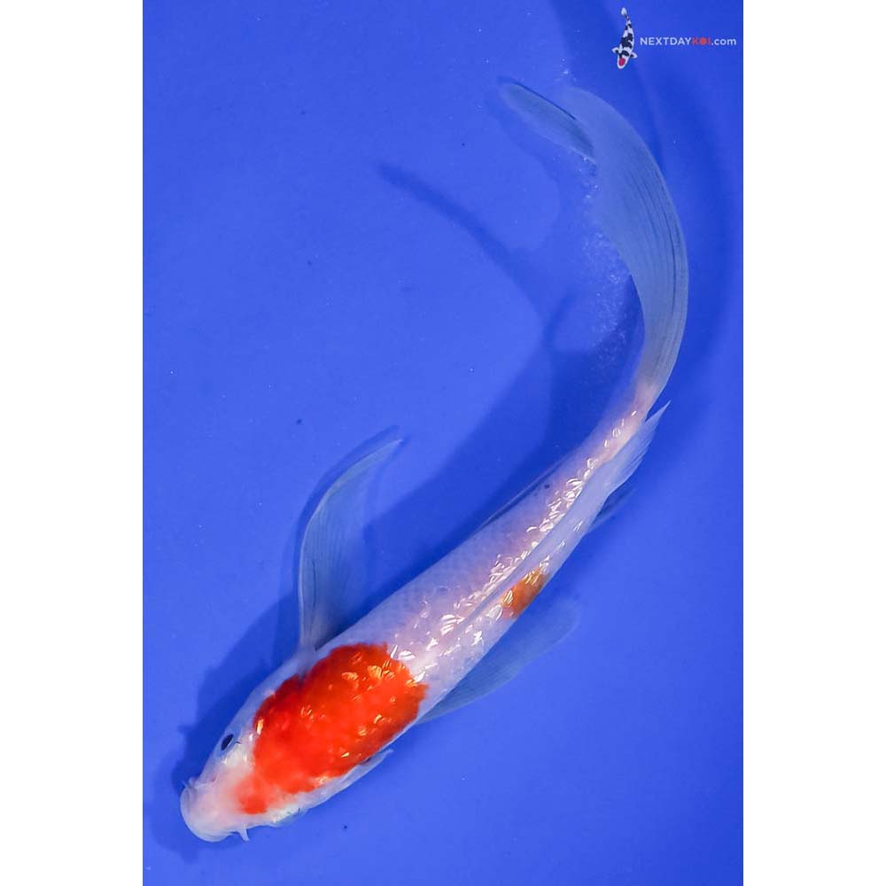 6” Imported Gin Rin Kohaku Butterfly Koi