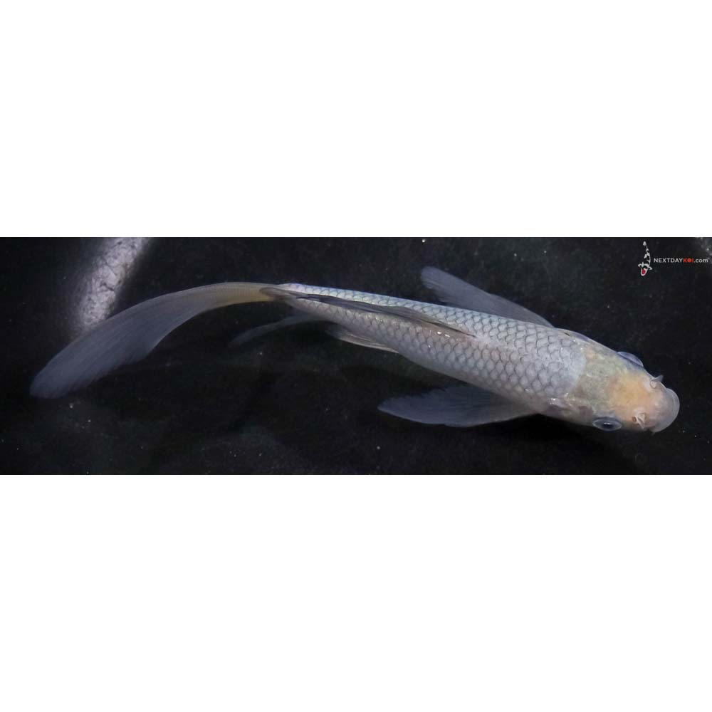 6” Imported Soragoi Butterfly Koi