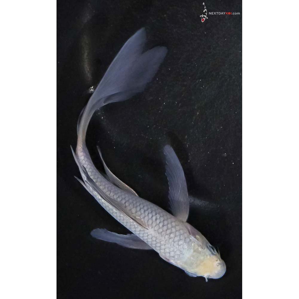 6” Imported Soragoi Butterfly Koi