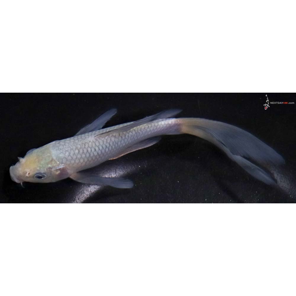 6” Imported Soragoi Butterfly Koi