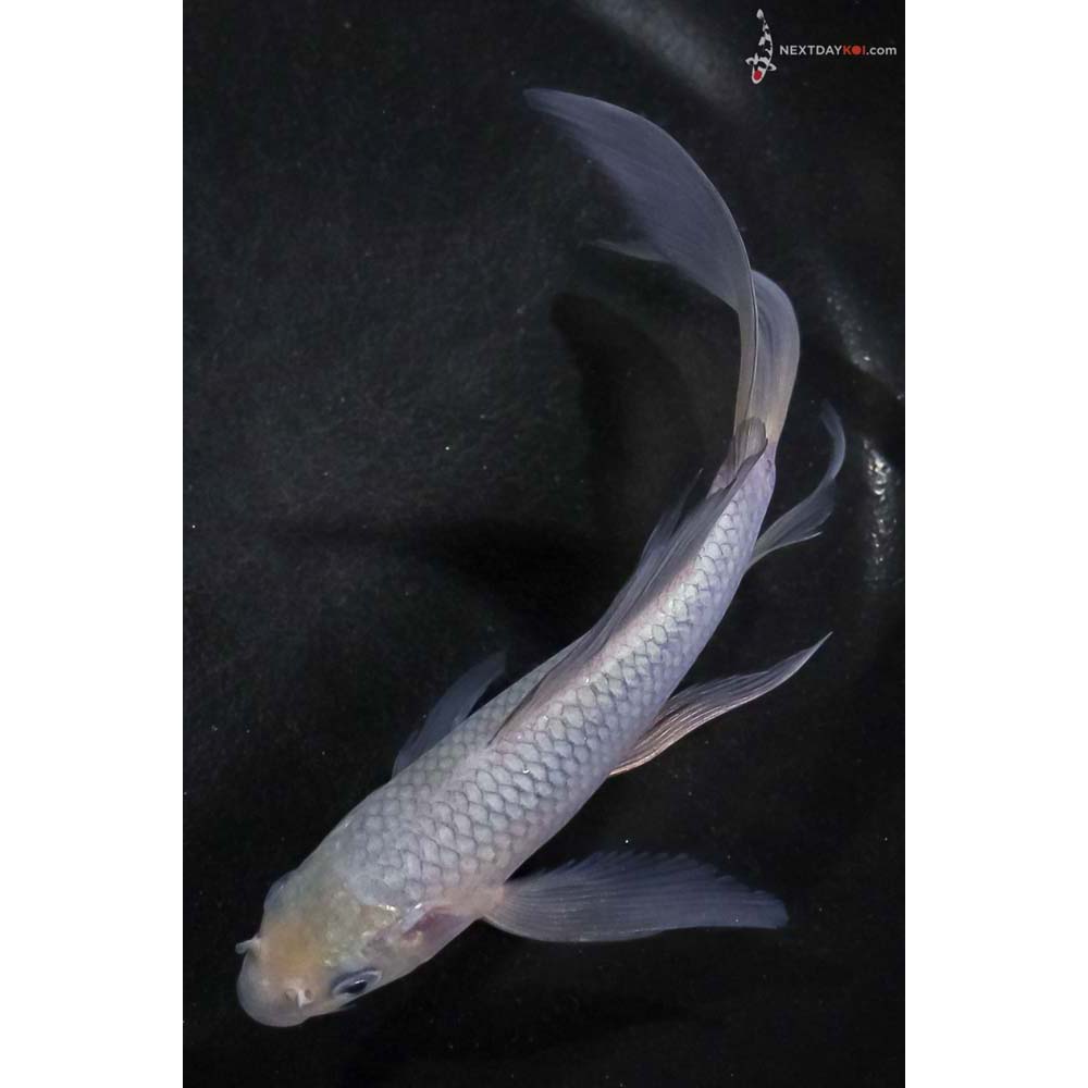 6” Imported Soragoi Butterfly Koi