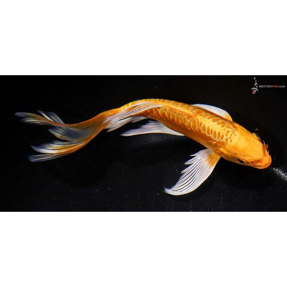 6” Imported Doitsu Yamabuki Ogon Butterfly Koi
