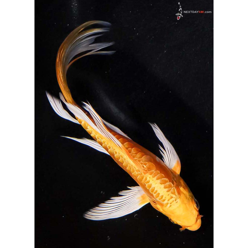 6” Imported Doitsu Yamabuki Ogon Butterfly Koi