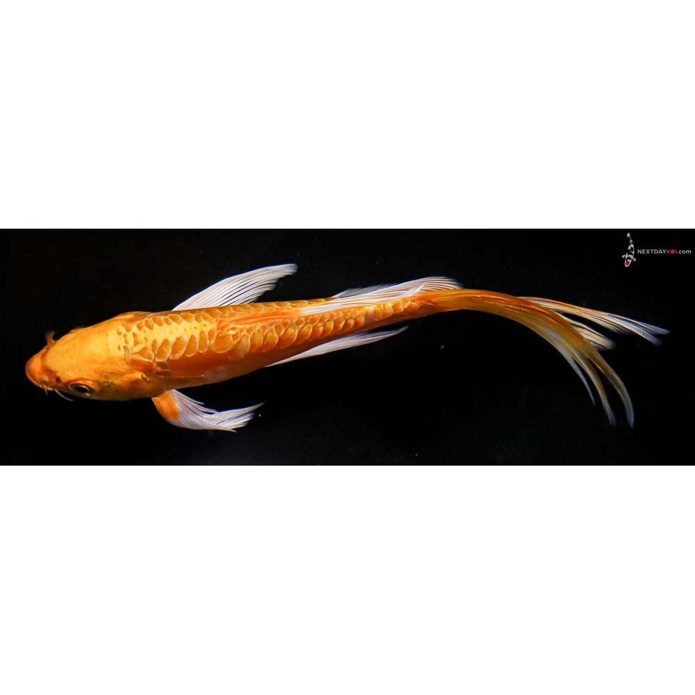 6” Imported Doitsu Yamabuki Ogon Butterfly Koi