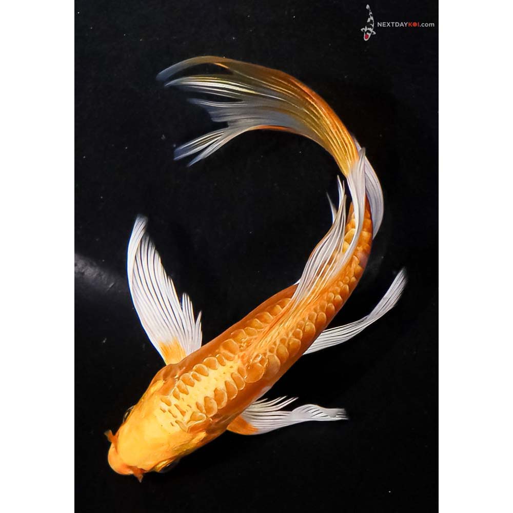 6” Imported Doitsu Yamabuki Ogon Butterfly Koi