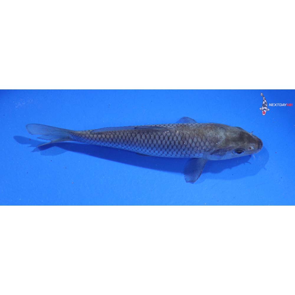 4.5” Imported Ochiba Shigure