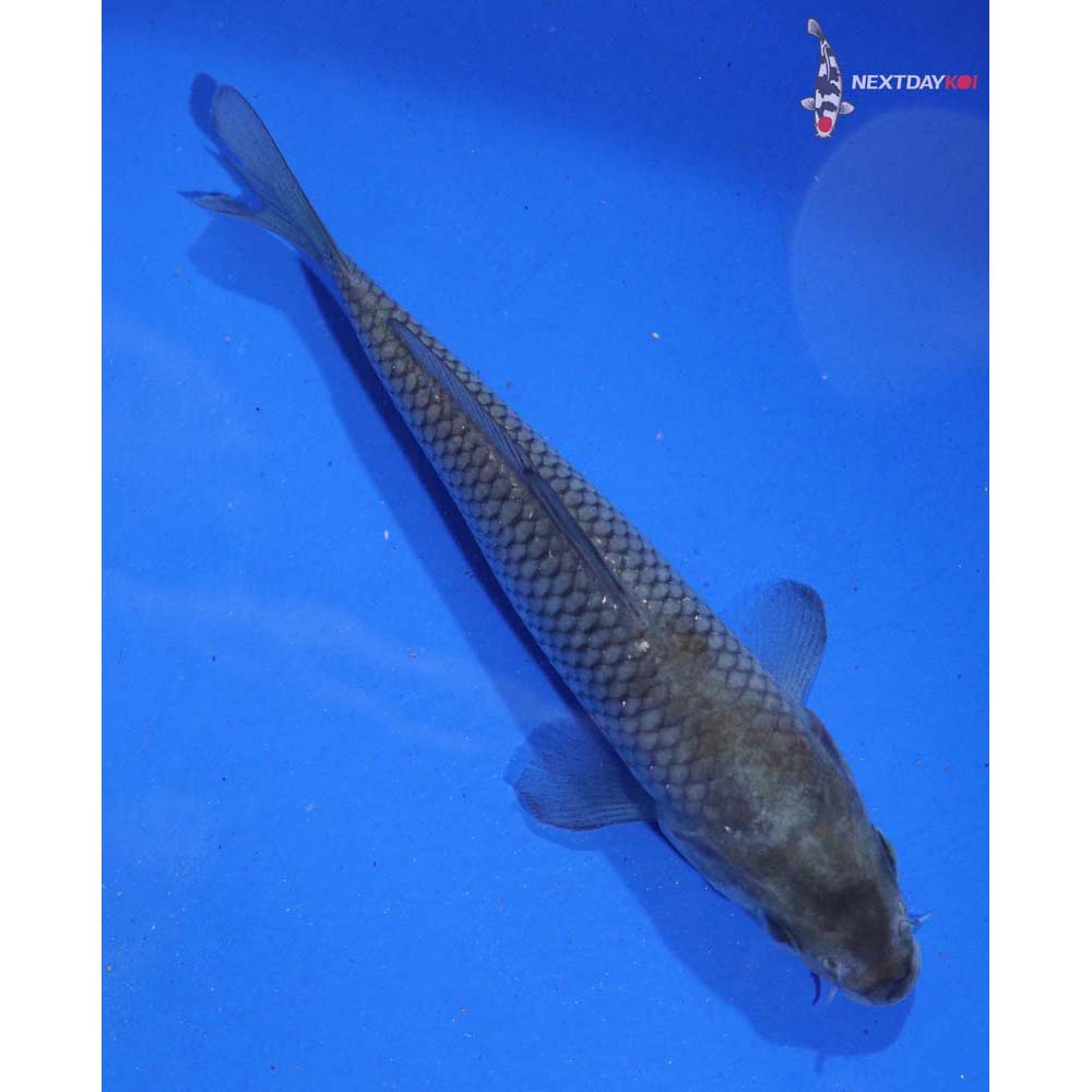 4.5” Imported Ochiba Shigure