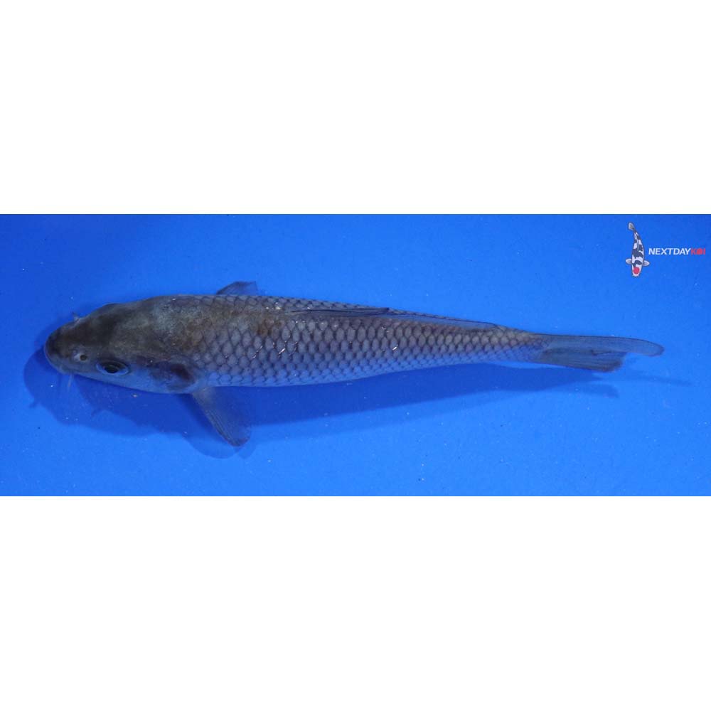 4.5” Imported Ochiba Shigure