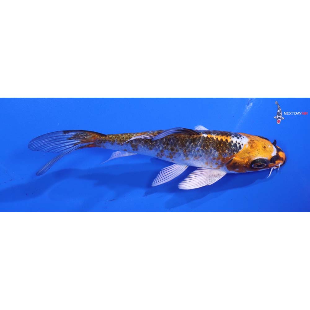 4.5” Imported Gin Rin Kujaku Butterfly Koi
