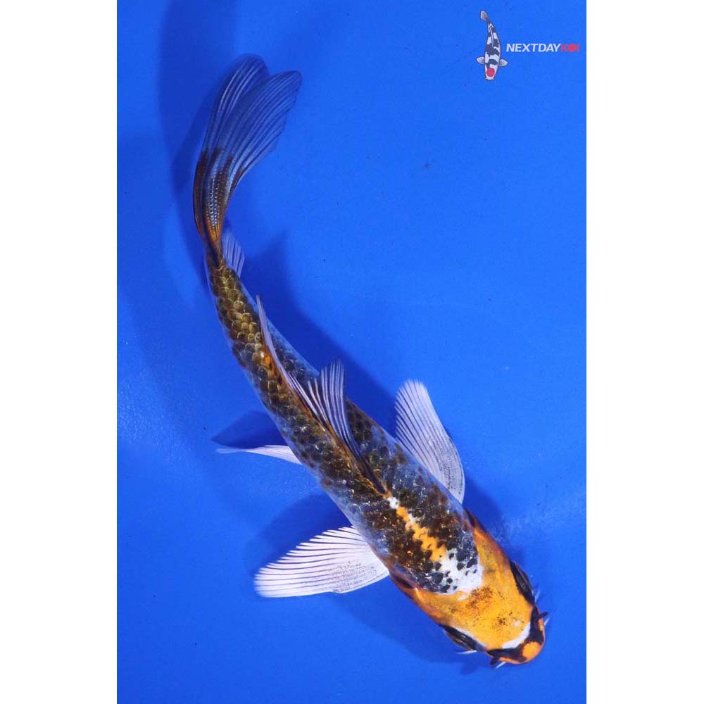 4.5” Imported Gin Rin Kujaku Butterfly Koi