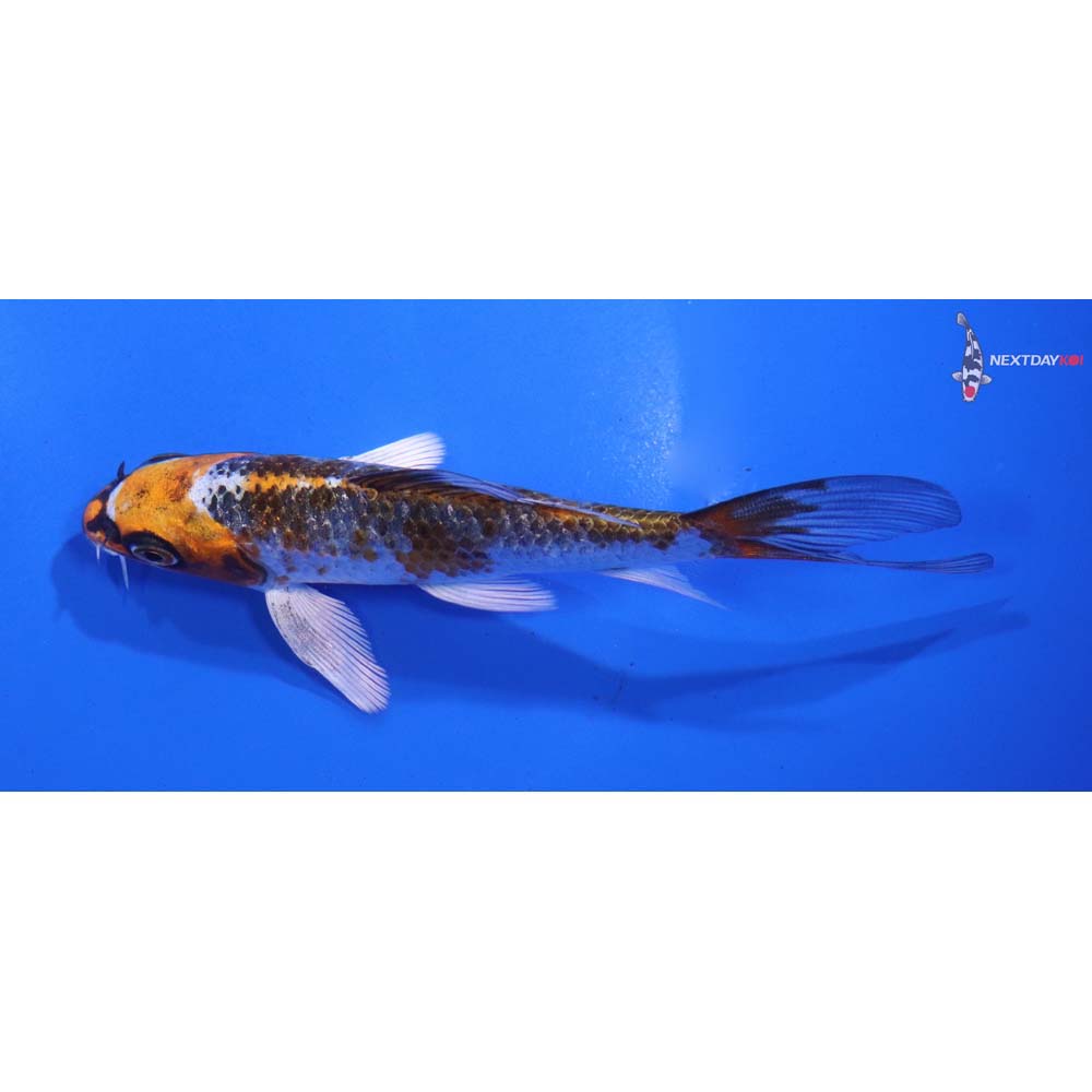 4.5” Imported Gin Rin Kujaku Butterfly Koi