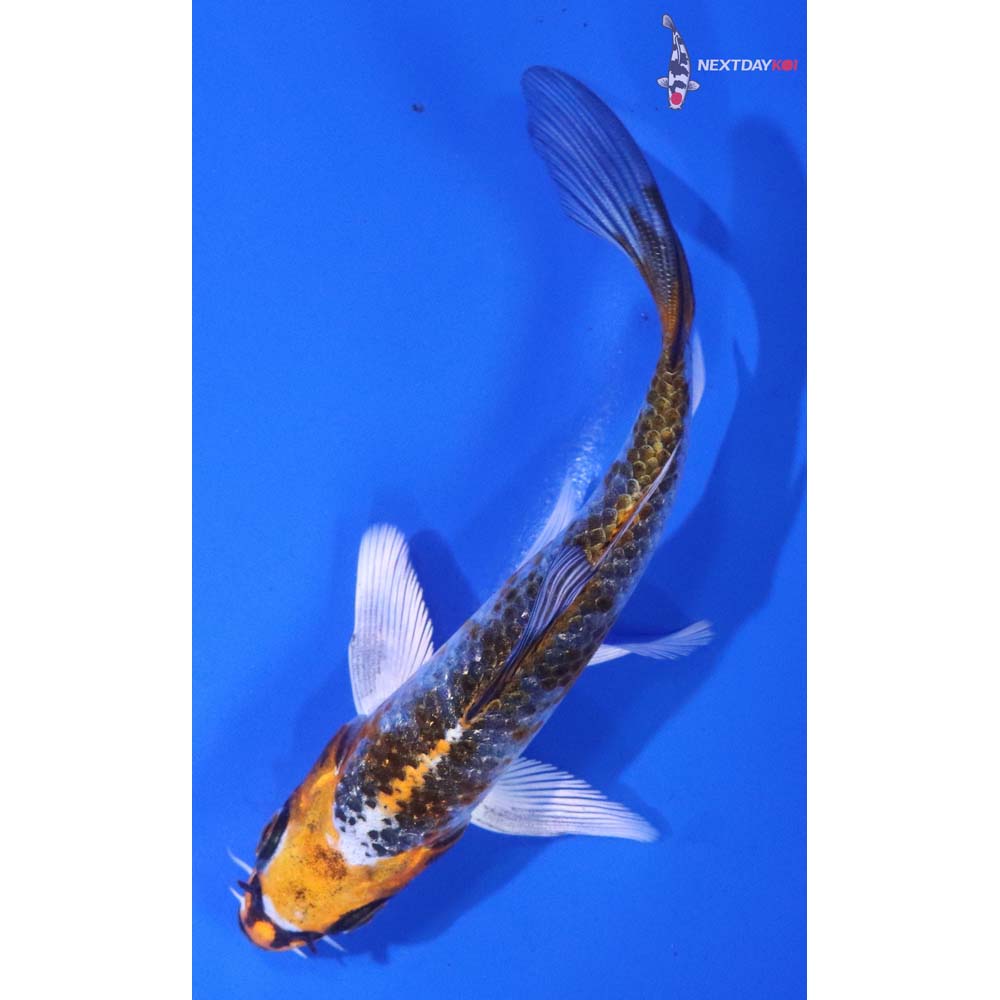 4.5” Imported Gin Rin Kujaku Butterfly Koi