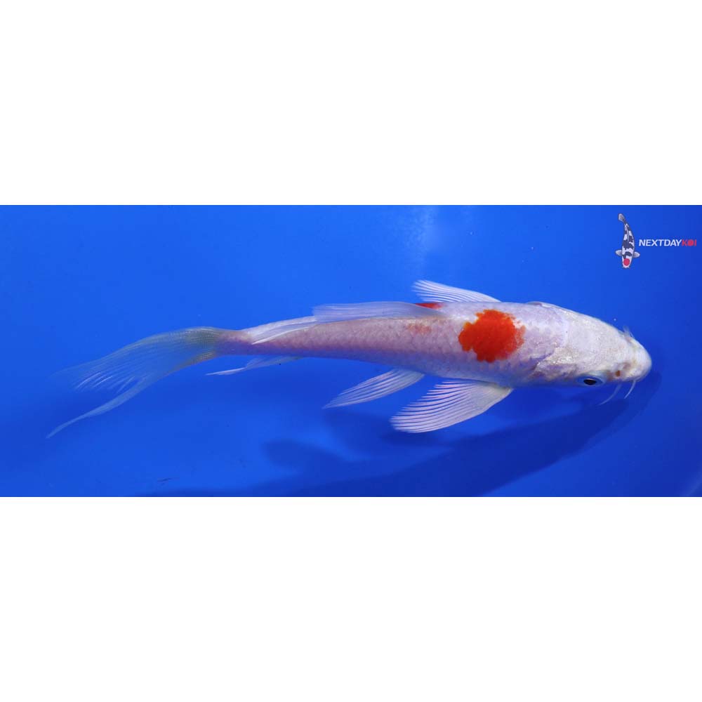 4.5” Imported Hariwake Butterfly Koi