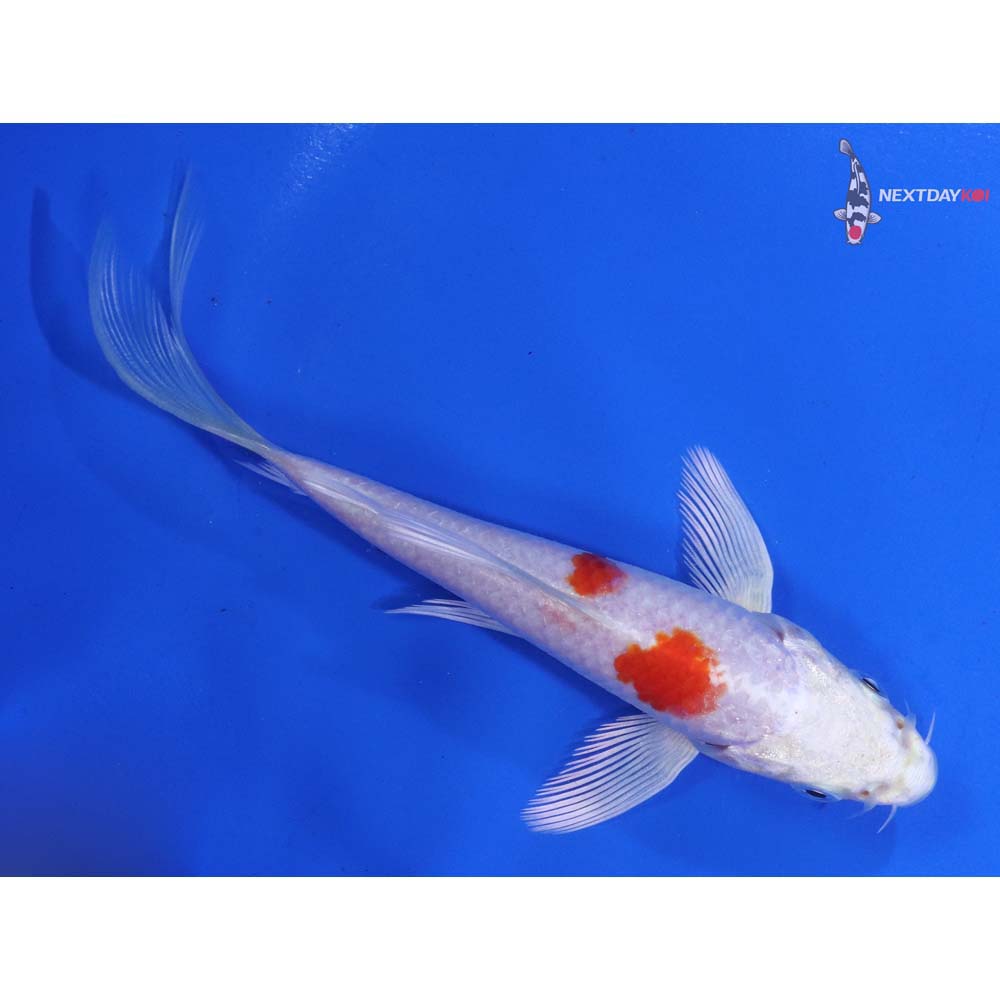 4.5” Imported Hariwake Butterfly Koi