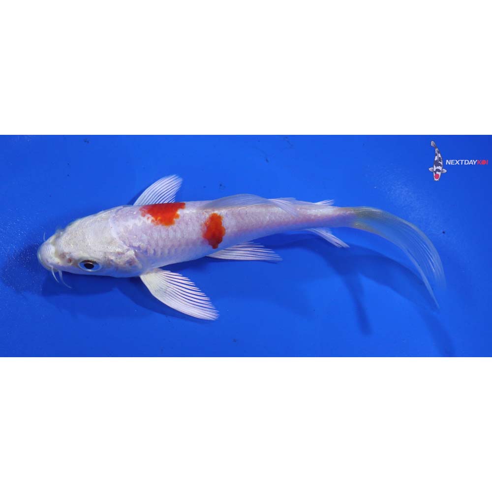 4.5” Imported Hariwake Butterfly Koi