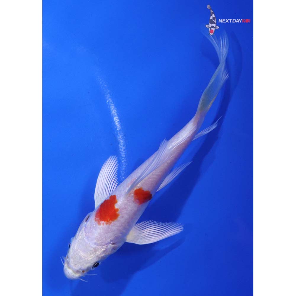 4.5” Imported Hariwake Butterfly Koi