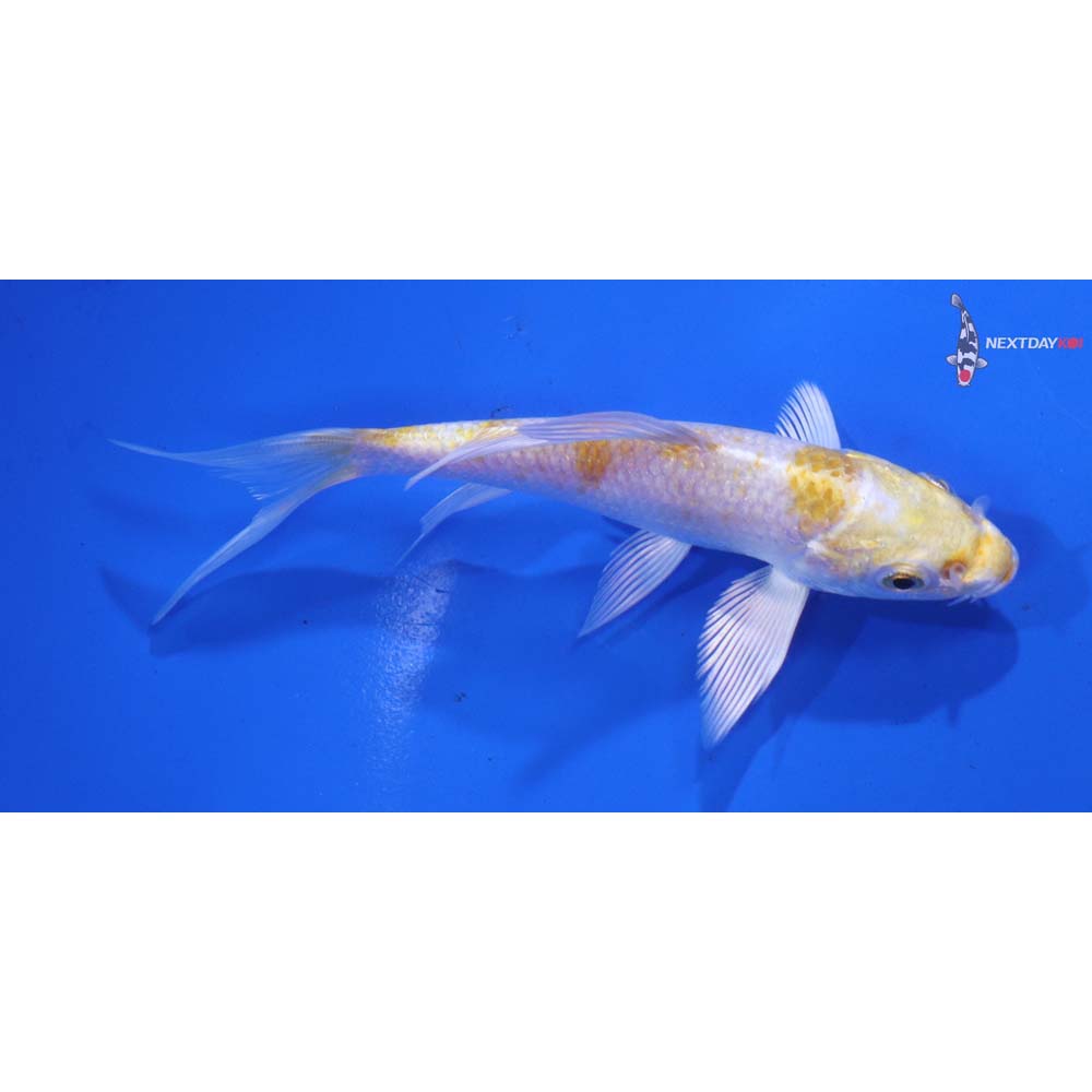 4.5” Imported Lemon Hariwake Butterfly Koi