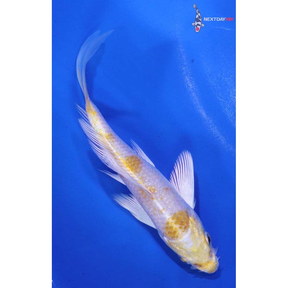 4.5” Imported Lemon Hariwake Butterfly Koi