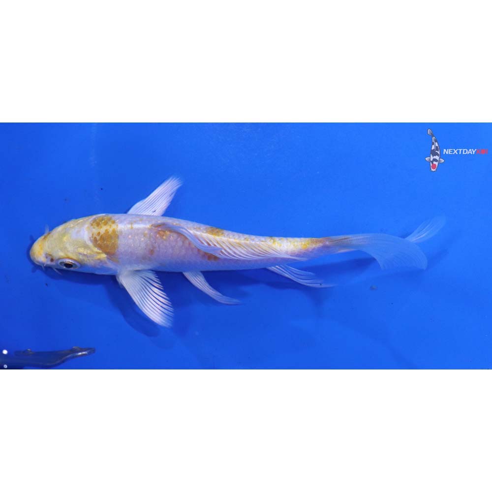 4.5” Imported Lemon Hariwake Butterfly Koi