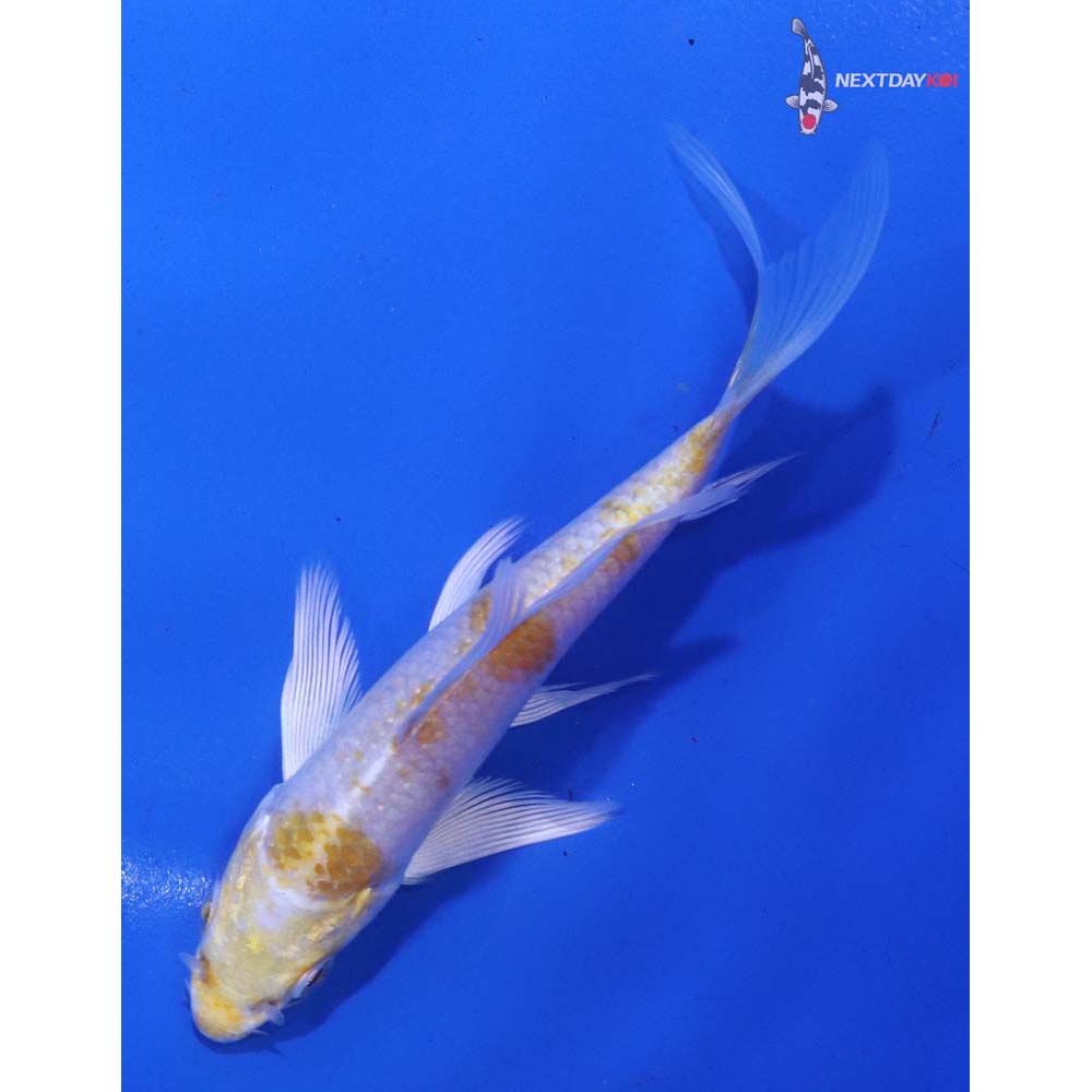 4.5” Imported Lemon Hariwake Butterfly Koi