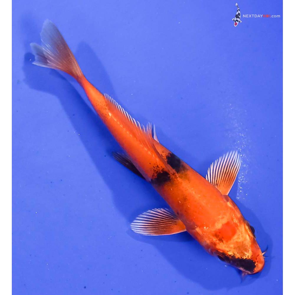 4” Imported Kin Hi Utsuri