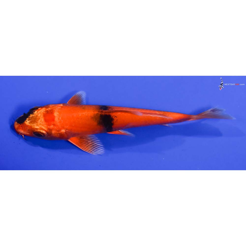 4” Imported Kin Hi Utsuri