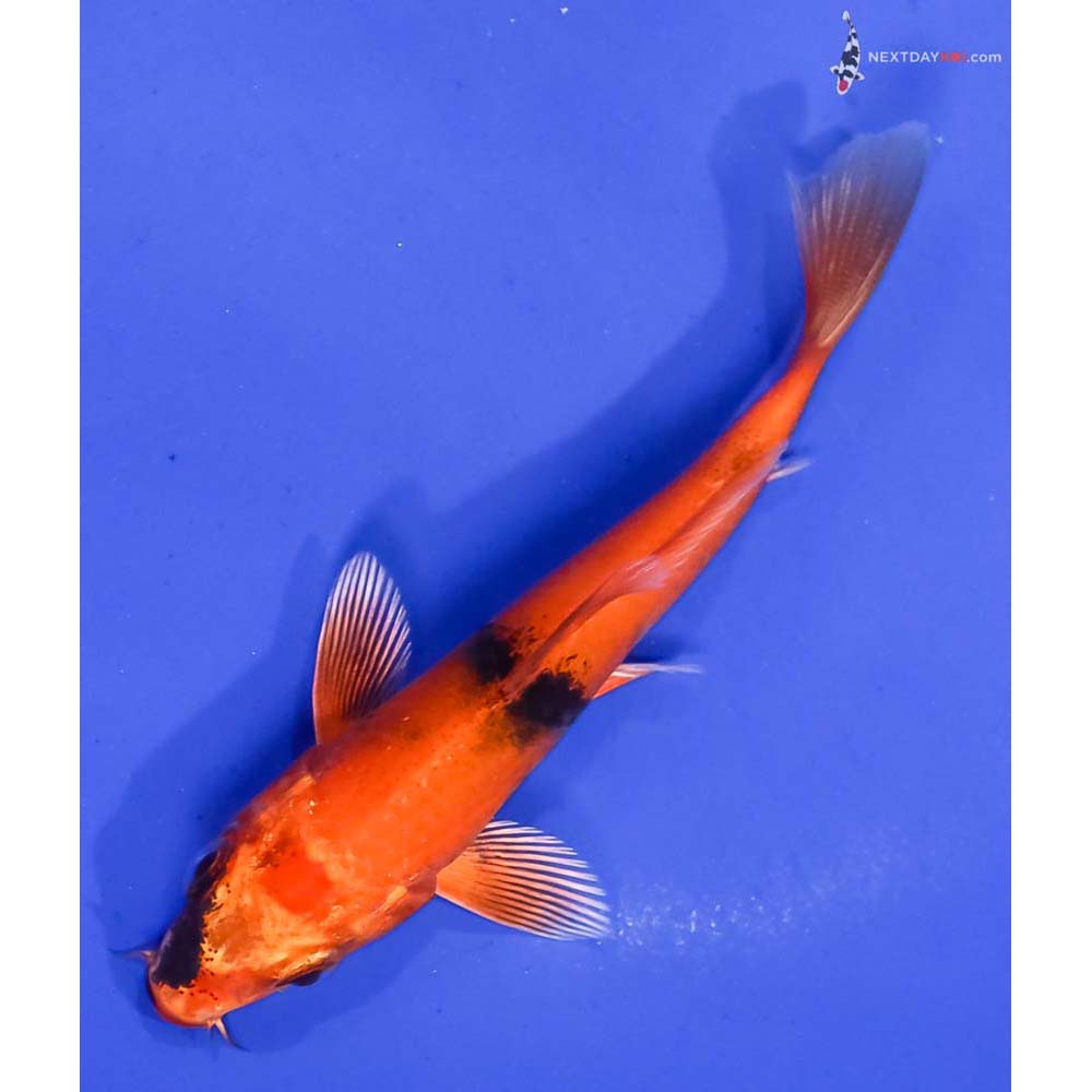 4” Imported Kin Hi Utsuri