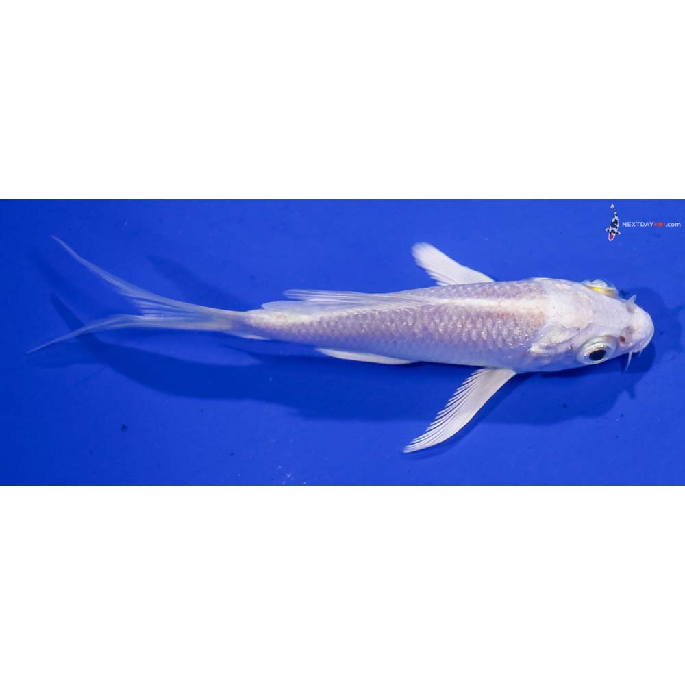 3.5” Imported Platinum Ogon Butterfly Koi