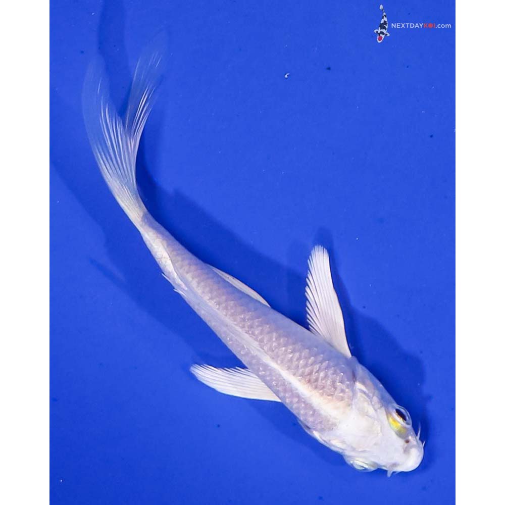 3.5” Imported Platinum Ogon Butterfly Koi