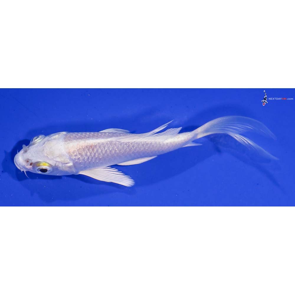 3.5” Imported Platinum Ogon Butterfly Koi