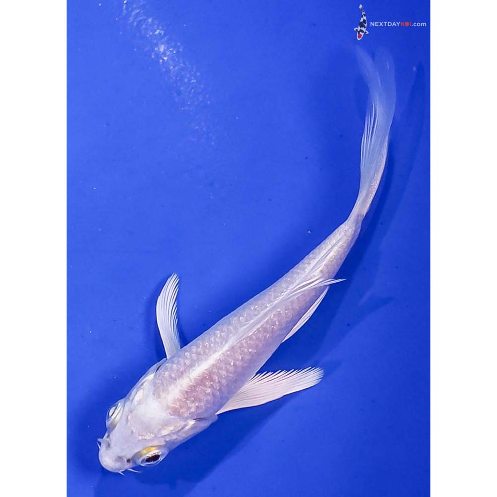 3.5” Imported Platinum Ogon Butterfly Koi