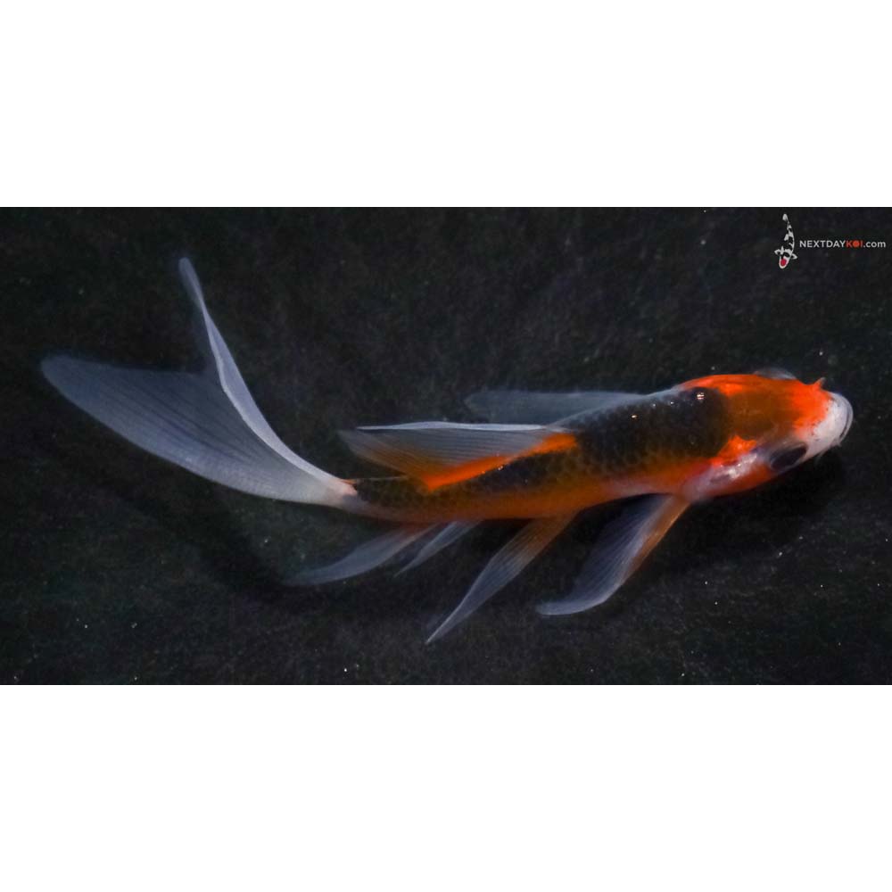 4” Imported Asagi Butterfly Koi