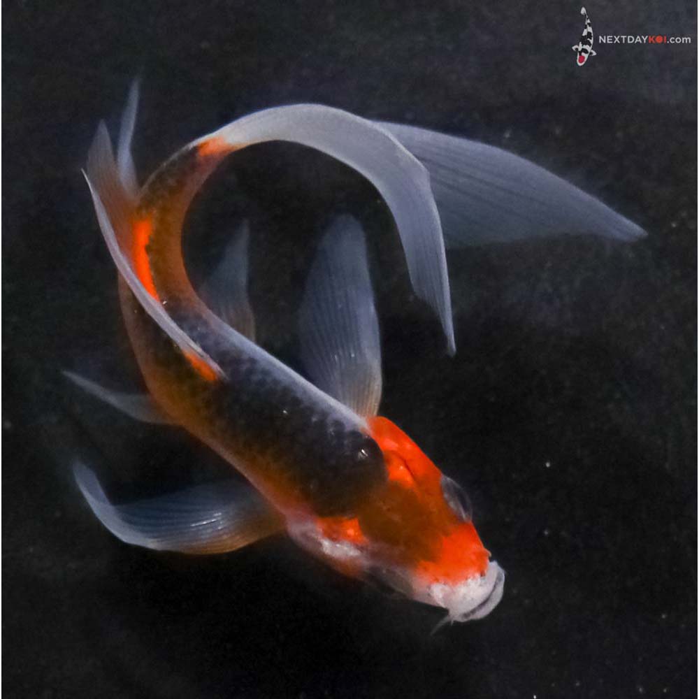 4” Imported Asagi Butterfly Koi