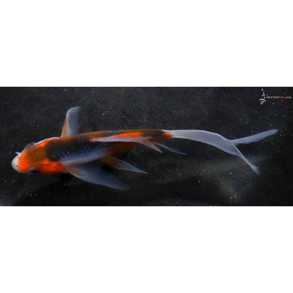 4” Imported Asagi Butterfly Koi