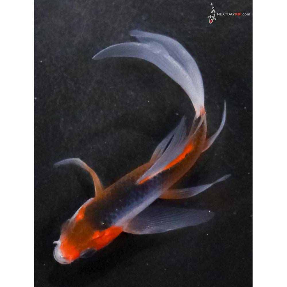 4” Imported Asagi Butterfly Koi