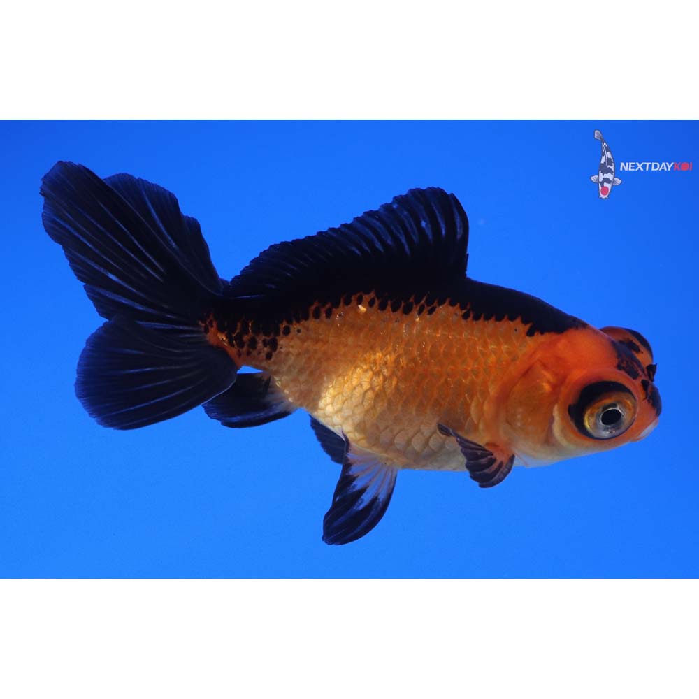 3” Imported Male Red and Black Telescope Fantail