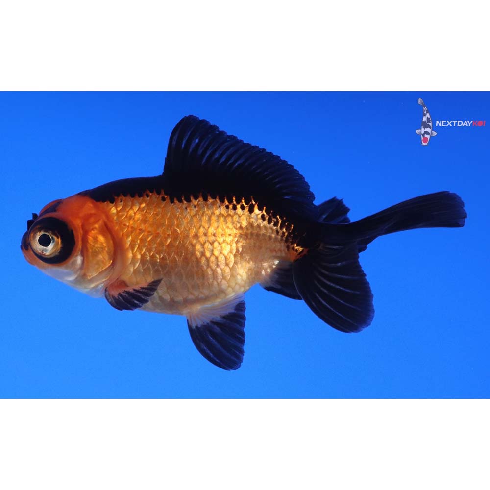 3” Imported Male Red and Black Telescope Fantail