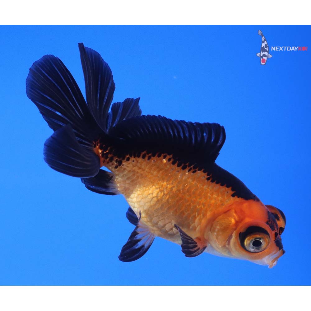 3” Imported Male Red and Black Telescope Fantail