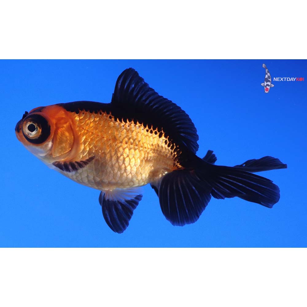 3” Imported Male Red and Black Telescope Fantail