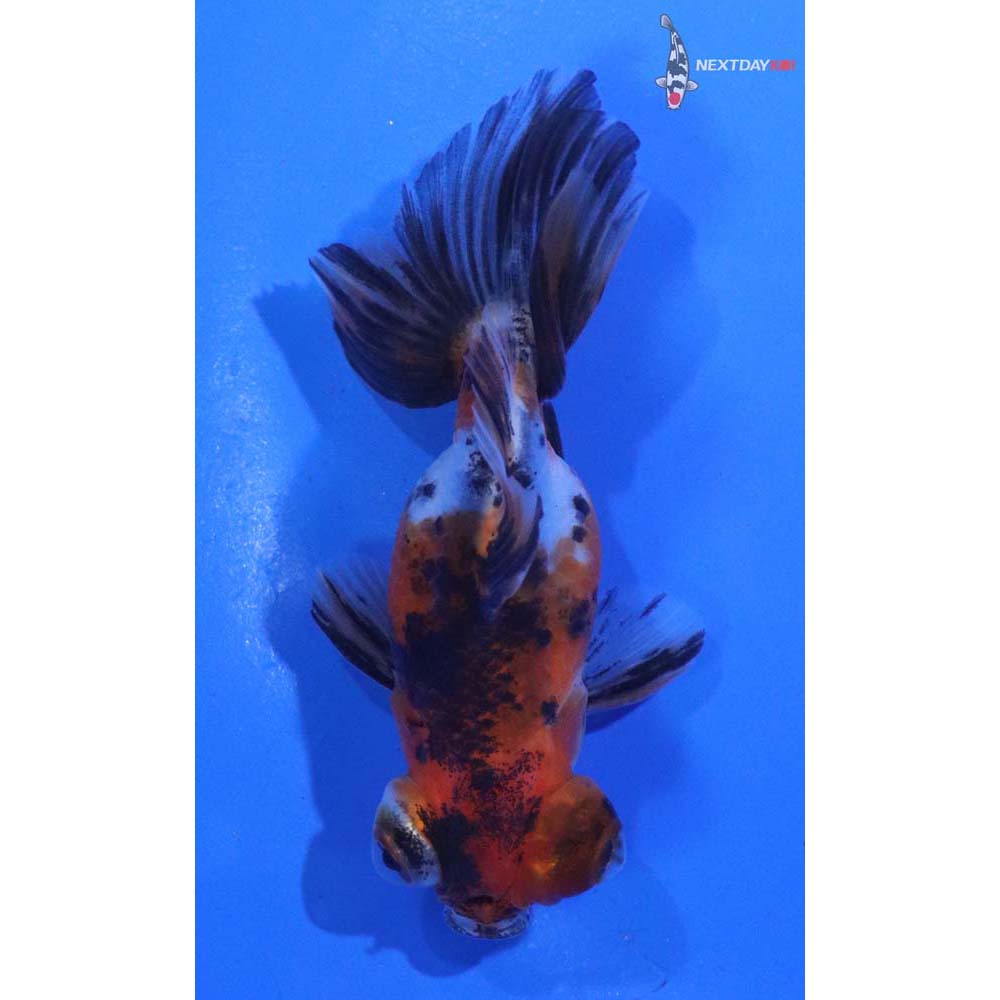 3” Imported Calico Telescope Fantail