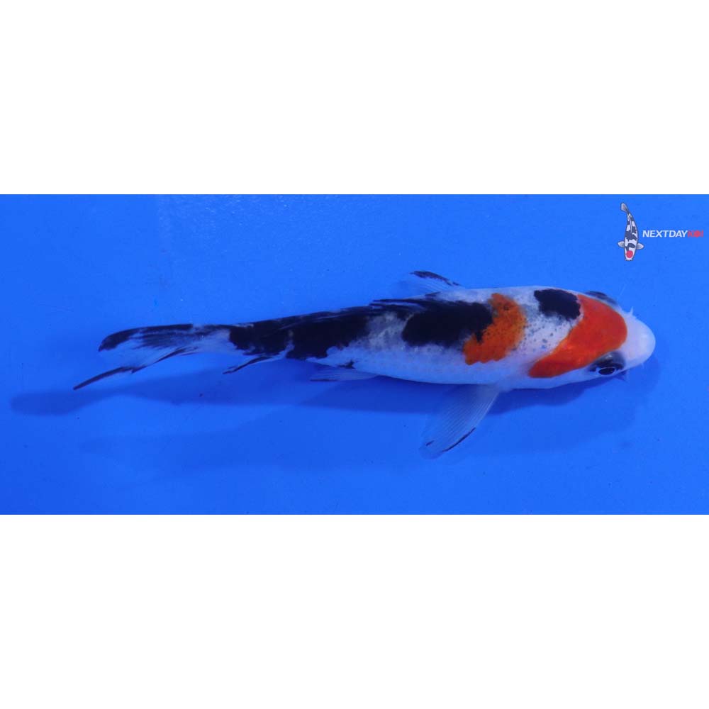 3.5” Imported Sanke